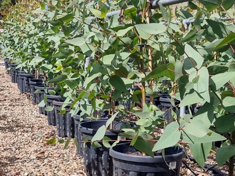 Picture of Eucalyptus leucoxylon macrocarpa Rosea