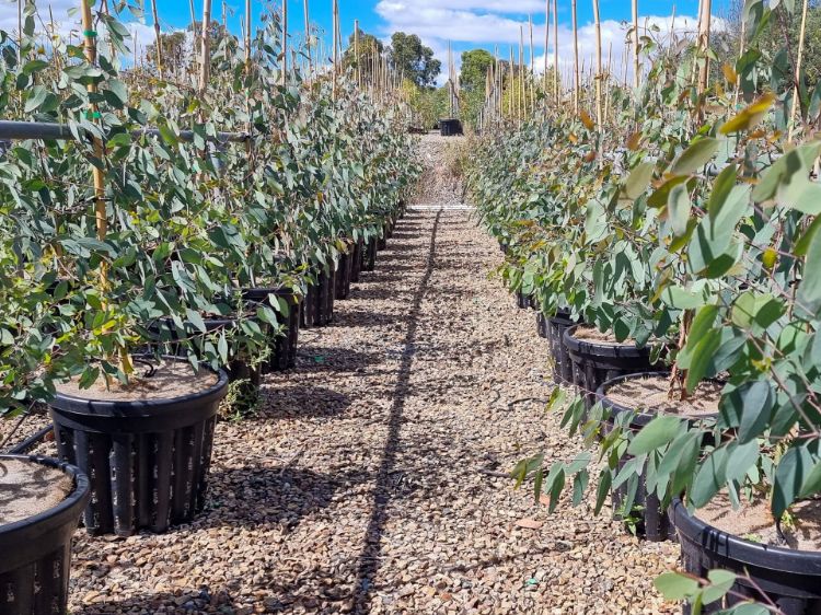 Picture of Eucalyptus melliodora