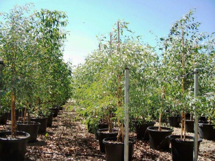 Picture of Eucalyptus melliodora