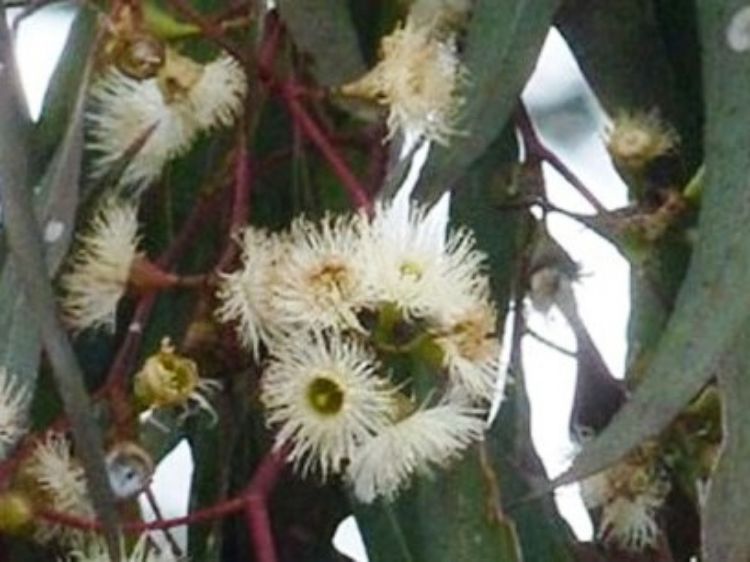 Picture of Eucalyptus melliodora