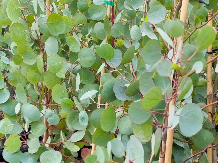 Picture of Eucalyptus polyanthemos