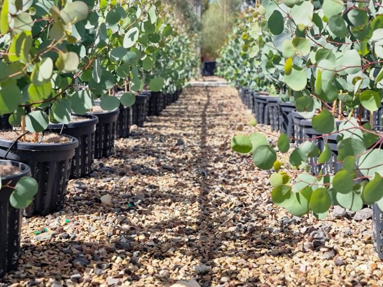 Picture of Eucalyptus polyanthemos