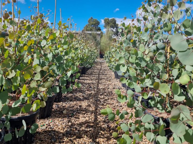 Picture of Eucalyptus polyanthemos