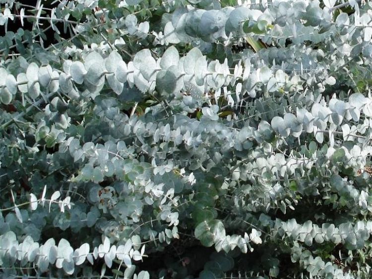 Picture of Eucalyptus pulverulenta