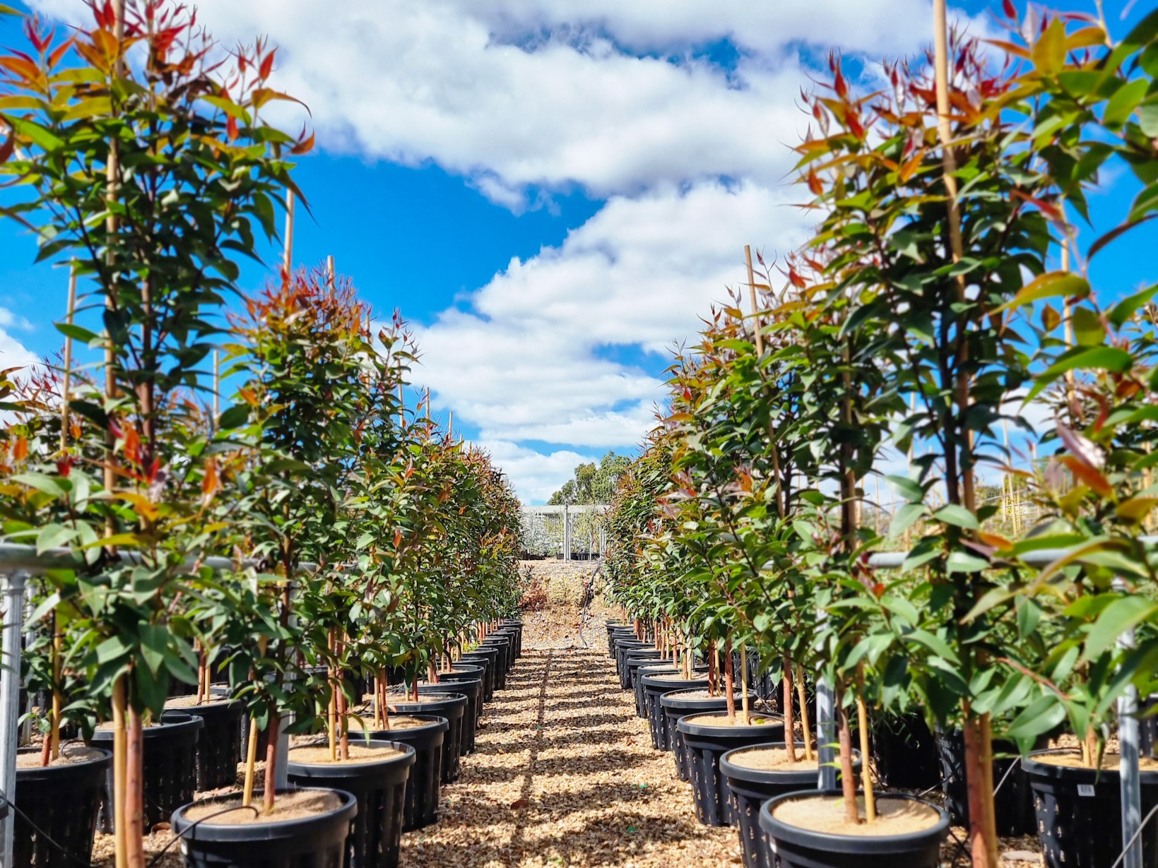Eucalyptus robusta Matong | Wholesale Nursery - Nurseries in Melbourne ...
