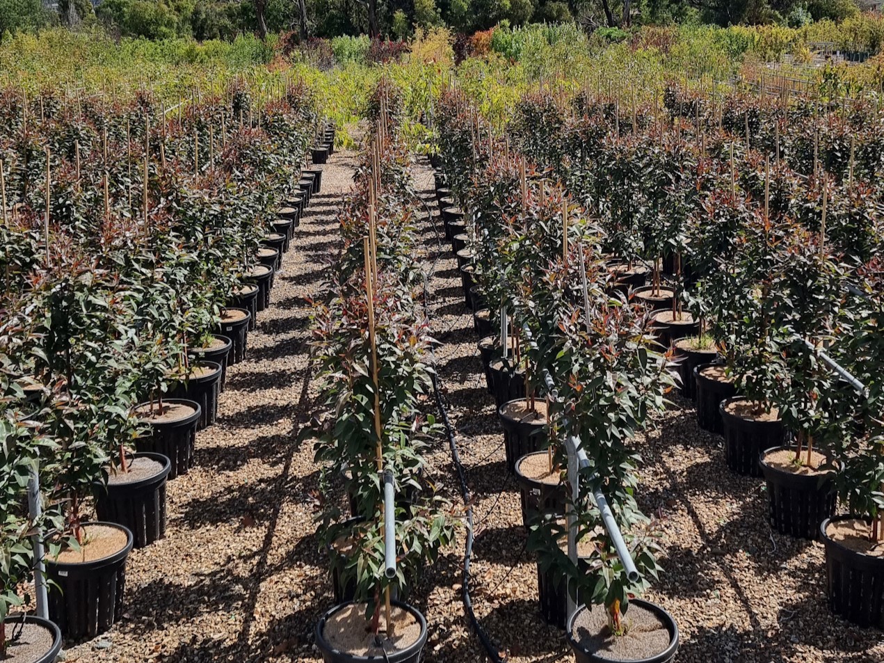 Eucalyptus robusta Matong | Wholesale Nursery - Nurseries in Melbourne ...