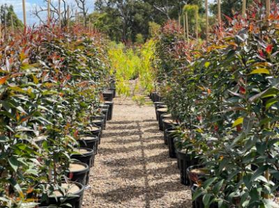 Picture of Eucalyptus robusta Matong