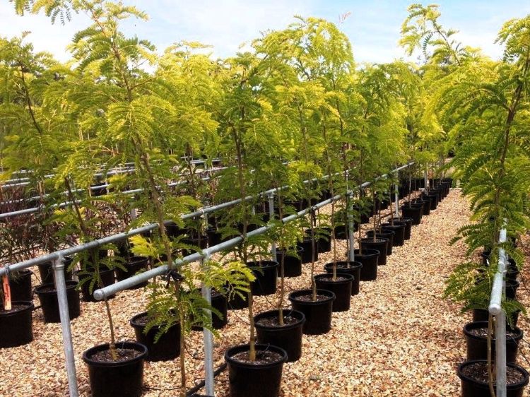 Picture of Gleditsia triacanthos inermis Sunburst