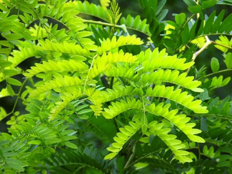 Picture of Gleditsia triacanthos inermis Sunburst