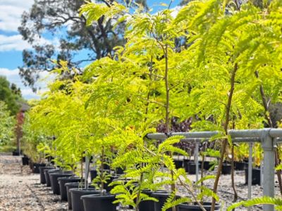 Picture of Gleditsia triacanthos inermis Sunburst