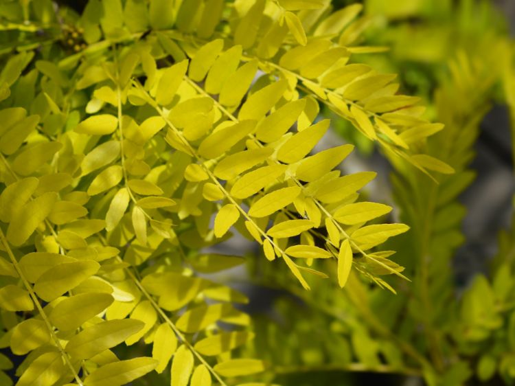 Picture of Gleditsia triacanthos inermis Sunburst