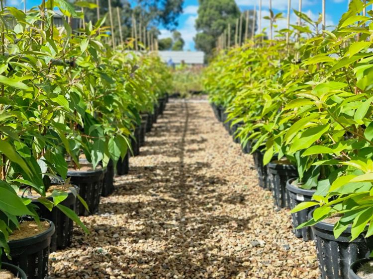 Picture of Lophostemon confertus