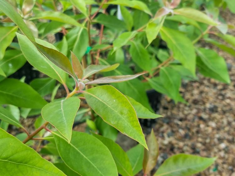 Picture of Lophostemon confertus