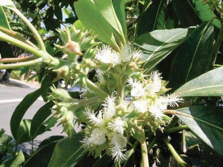 Picture of Lophostemon confertus