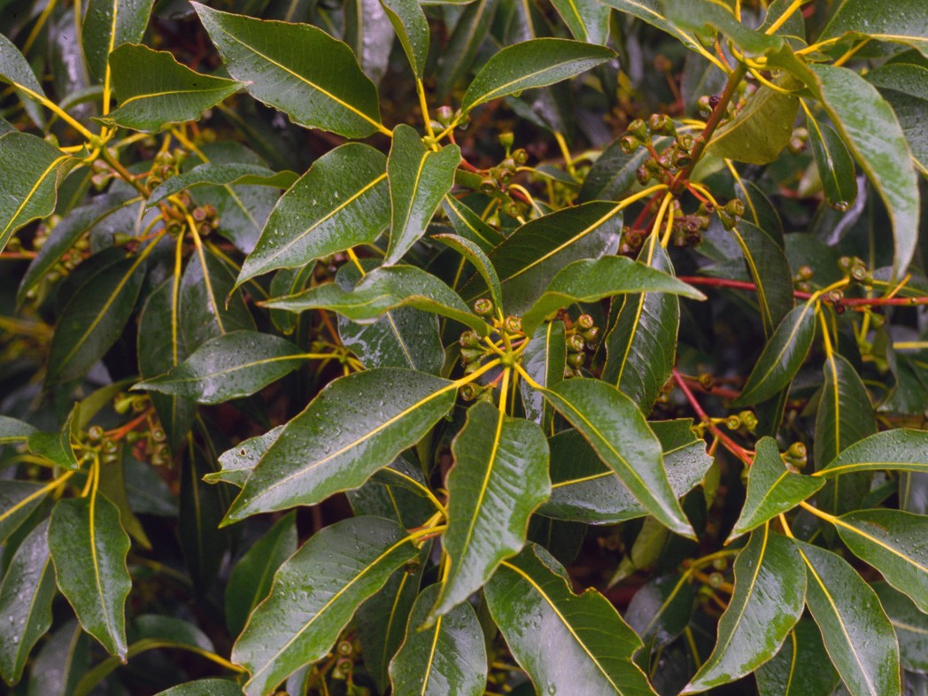 Lophostemon confertus | Wholesale Nursery - Nurseries in Melbourne ...