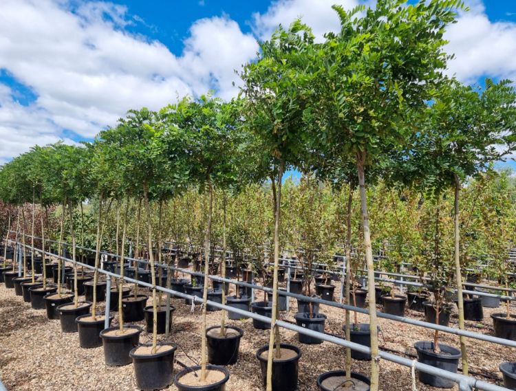 Picture of Robinia pseudoacacia Umbraculifera
