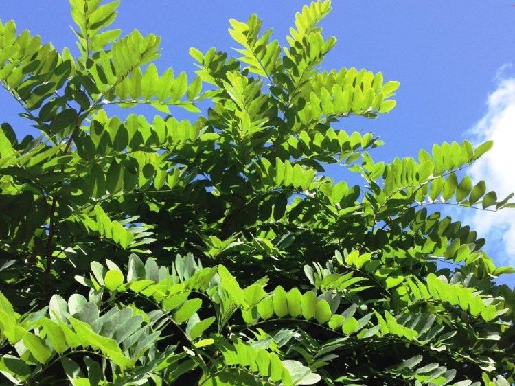 Picture of Robinia pseudoacacia Umbraculifera
