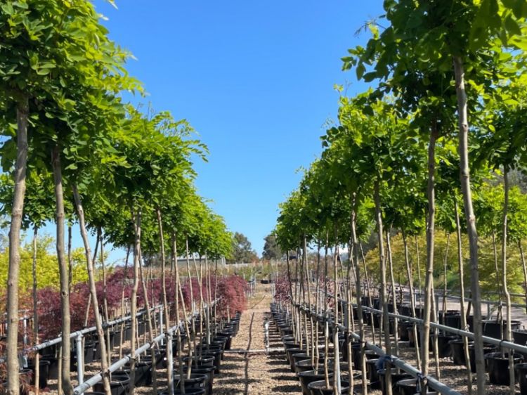 Picture of Robinia pseudoacacia Umbraculifera