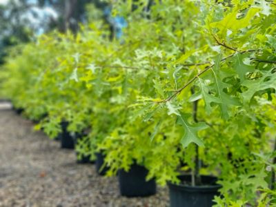 Picture of Quercus palustris