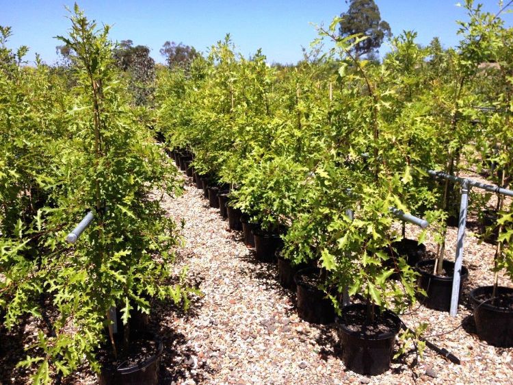 Picture of Quercus palustris