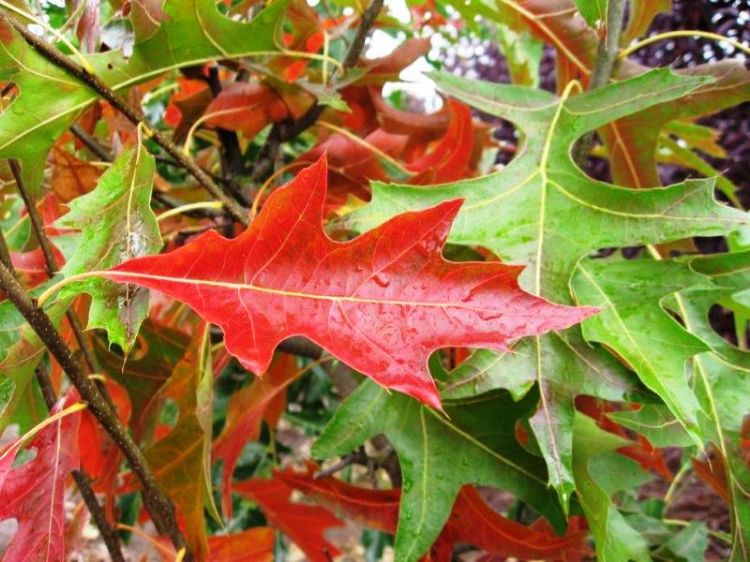 Picture of Quercus palustris