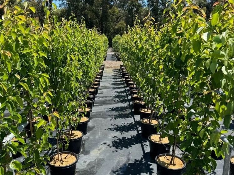 Picture of Pyrus calleryana Chanticleer