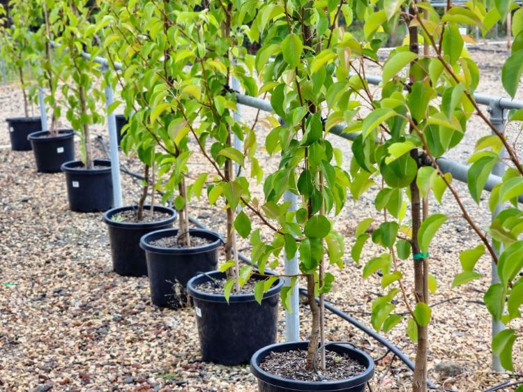 Picture of Pyrus calleryana Chanticleer