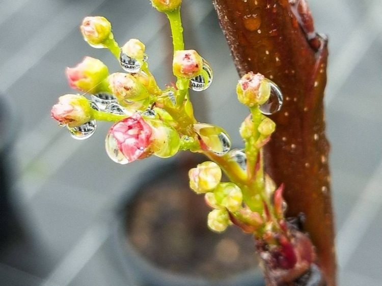 Picture of Pyrus calleryana Chanticleer