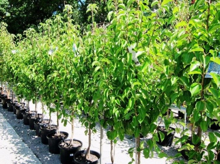 Picture of Pyrus calleryana Chanticleer