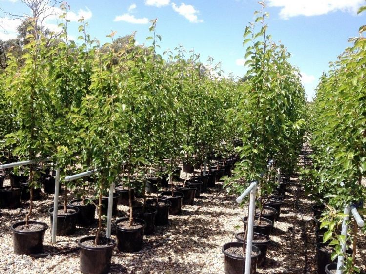 Picture of Pyrus calleryana Chanticleer