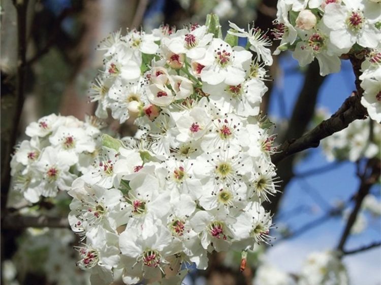 Picture of Pyrus calleryana Chanticleer