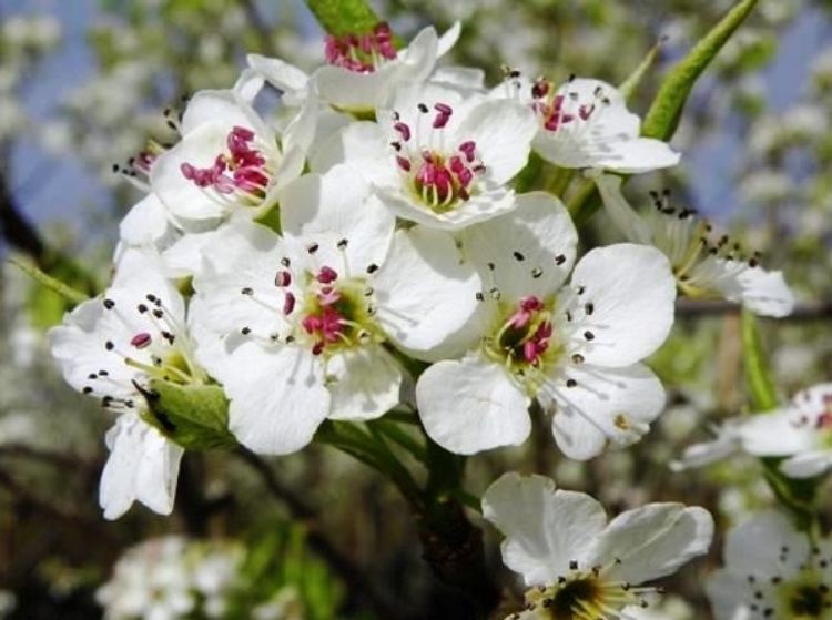 Picture of Pyrus calleryana Chanticleer
