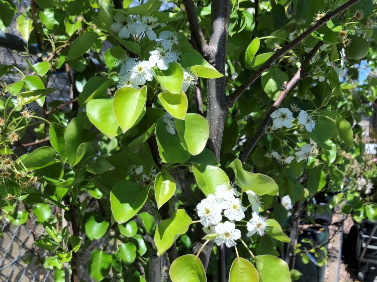 Picture of Pyrus calleryana Chanticleer