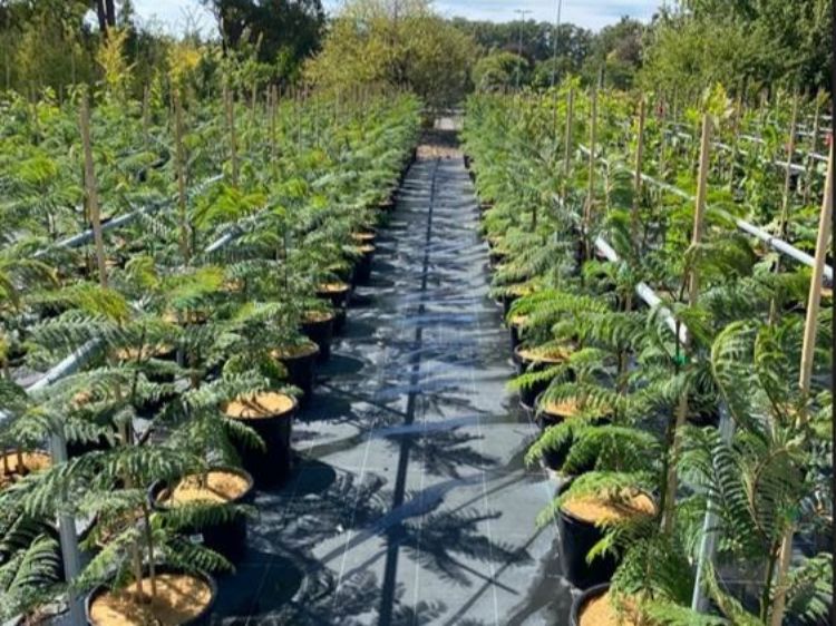 Picture of Jacaranda mimosifolia