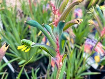 Picture of Anigozanthos hybrida Celebrations Fireworks