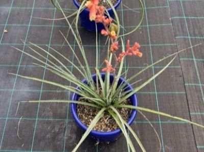 Picture of Hesperaloe parviflora