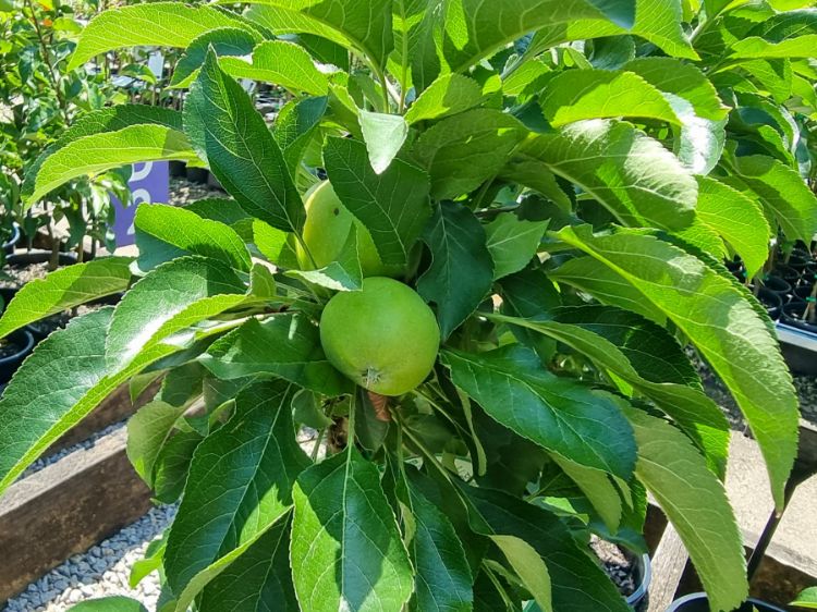 Picture of Malus domestica Harmony