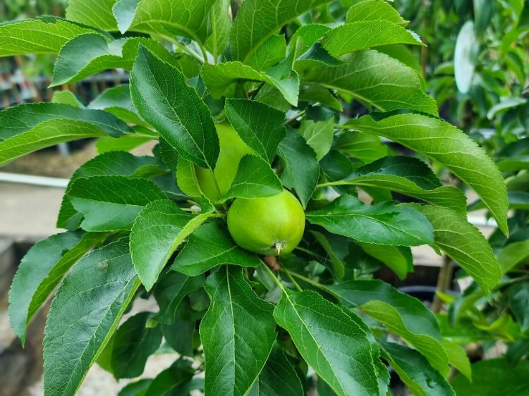 Picture of Malus domestica Harmony