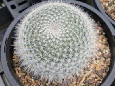 Picture of Mammillaria hahniana