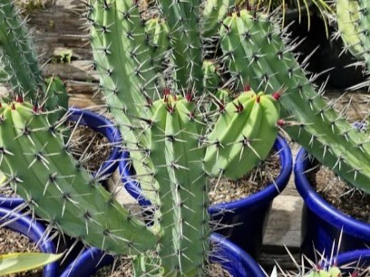 Picture of Myrtillocactus cochal