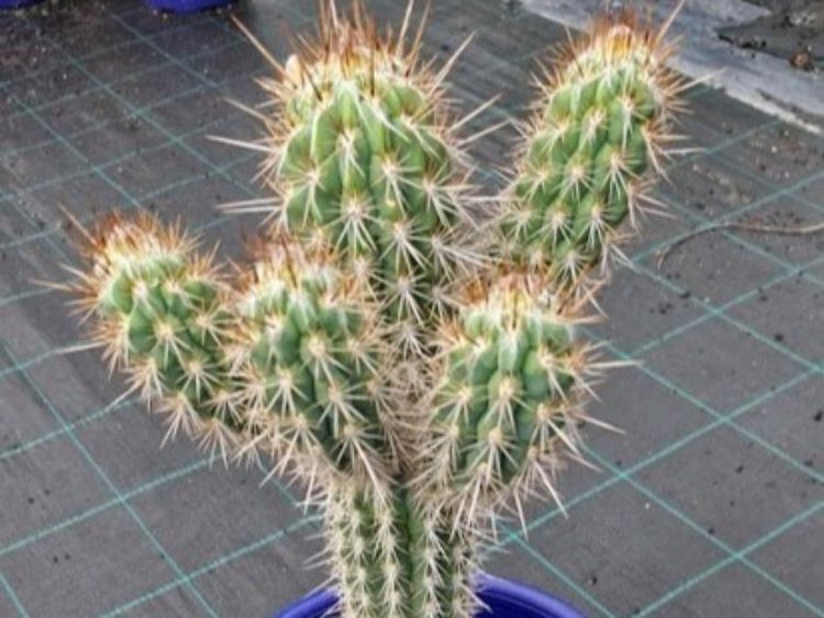 Picture of Pilocereus gounellei