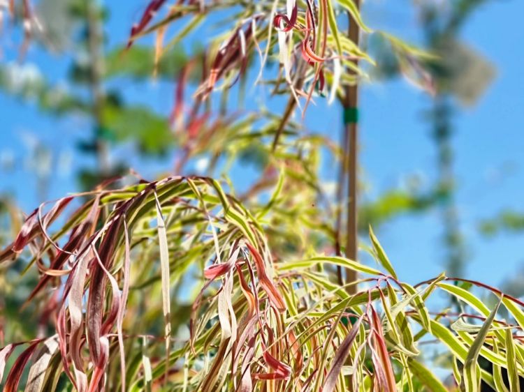 Picture of Agonis flexuosa Pink Flamingo