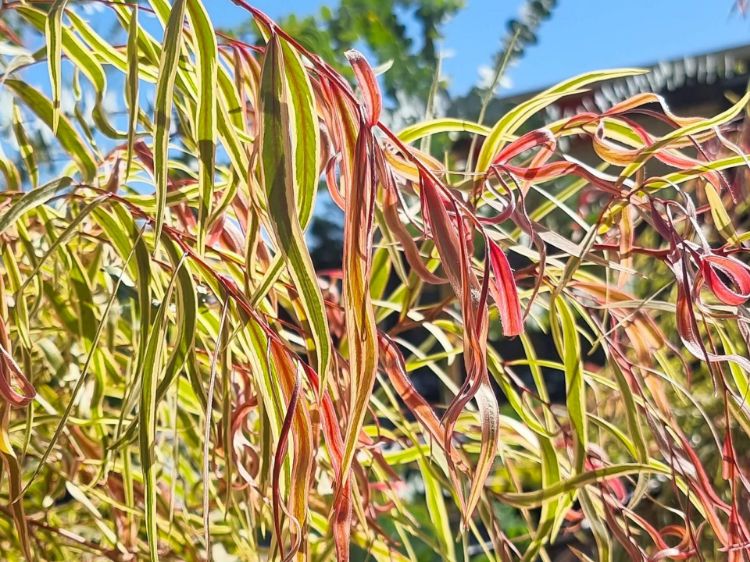 Picture of Agonis flexuosa Pink Flamingo