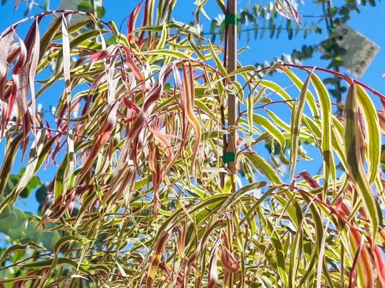 Picture of Agonis flexuosa Pink Flamingo