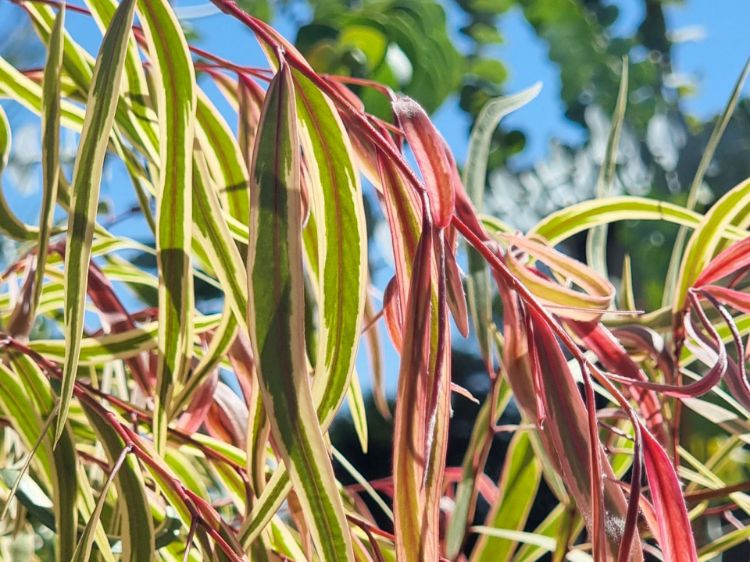 Picture of Agonis flexuosa Pink Flamingo