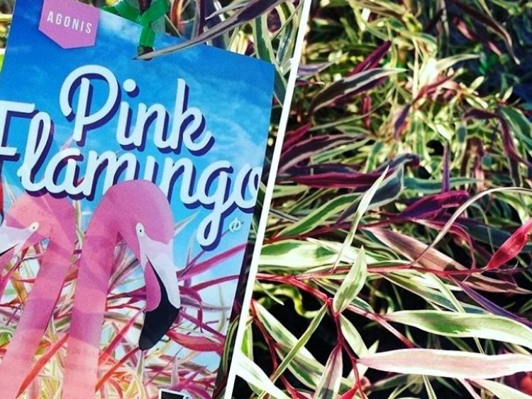 Picture of Agonis flexuosa Pink Flamingo