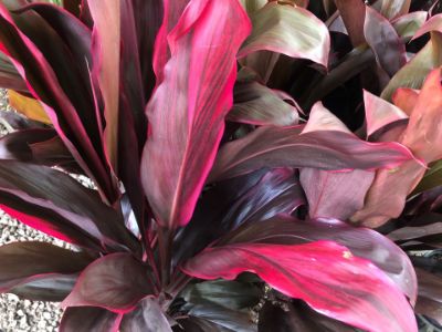 Picture of Cordyline fruticosa Rubra