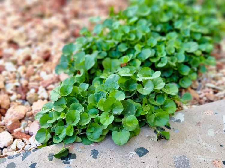 Picture of Dichondra repens