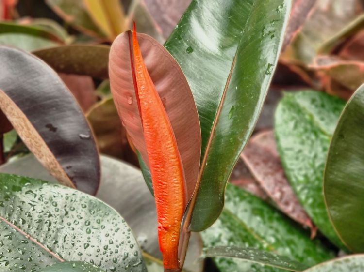 Picture of Ficus elastica Burgundy