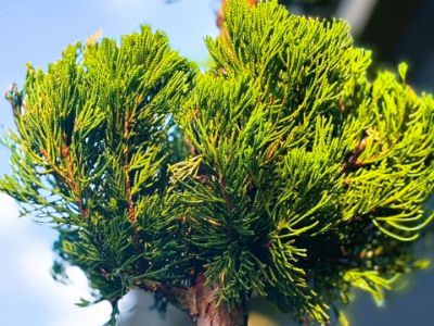 Picture of Juniperus chinensis Keteleeri